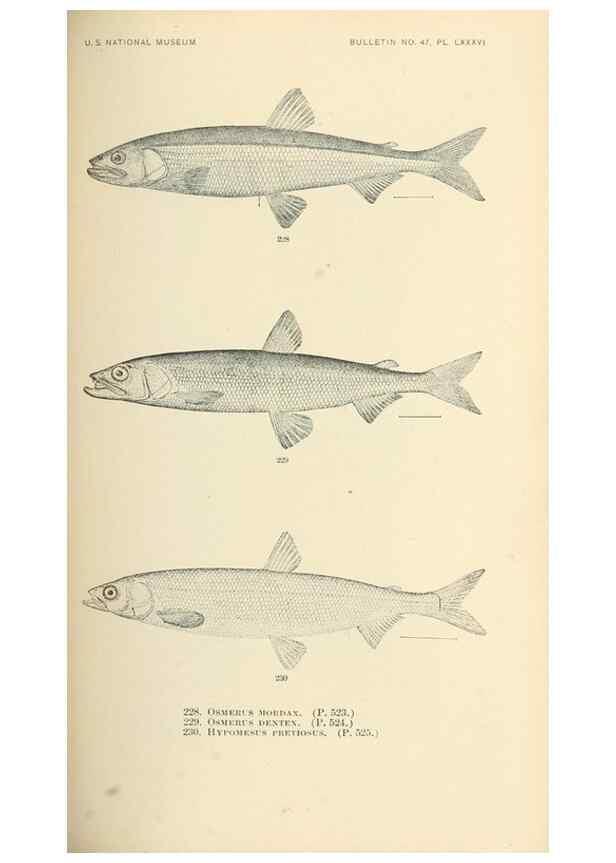 Reproducción/Reproduction 7983347662: The fishes of North and Middle America :. Washington :Smithsonian Institution, United States National Museum,1896-1900.
