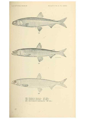 Reproducción/Reproduction 7983347662: The fishes of North and Middle America :. Washington :Smithsonian Institution, United States National Museum,1896-1900.