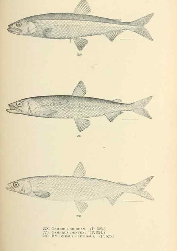 Reproducción/Reproduction 7983347662: The fishes of North and Middle America :. Washington :Smithsonian Institution, United States National Museum,1896-1900.