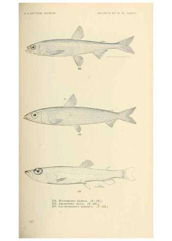 Reproducción/Reproduction 7983348252: The fishes of North and Middle America :. Washington :Smithsonian Institution, United States National Museum,1896-1900.