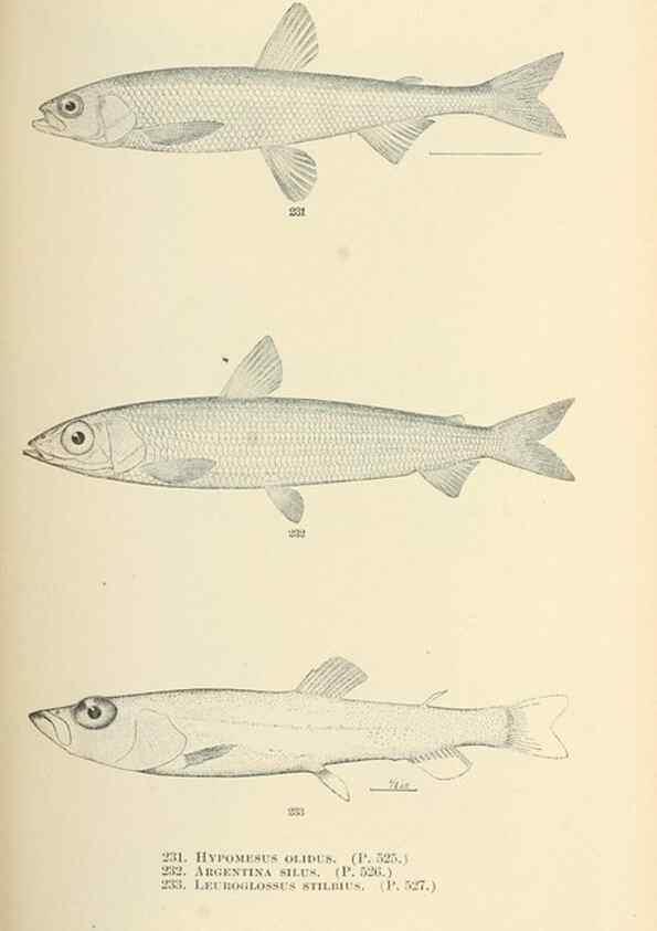 Reproducción/Reproduction 7983348252: The fishes of North and Middle America :. Washington :Smithsonian Institution, United States National Museum,1896-1900.