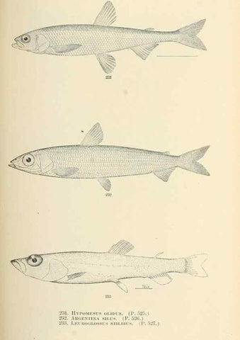 Reproducción/Reproduction 7983348252: The fishes of North and Middle America :. Washington :Smithsonian Institution, United States National Museum,1896-1900.