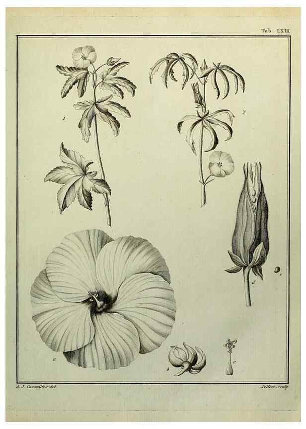 Reproducción/Reproduction 8188857624: Monadelphiae classis dissertationes decem.. Parisiis,Apud F.A. Didot,1785-1790.