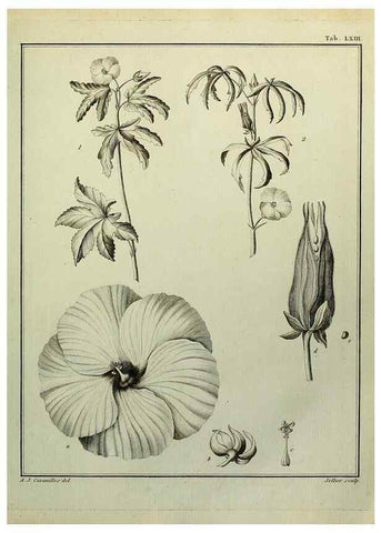 Reproducción/Reproduction 8188857624: Monadelphiae classis dissertationes decem.. Parisiis,Apud F.A. Didot,1785-1790.