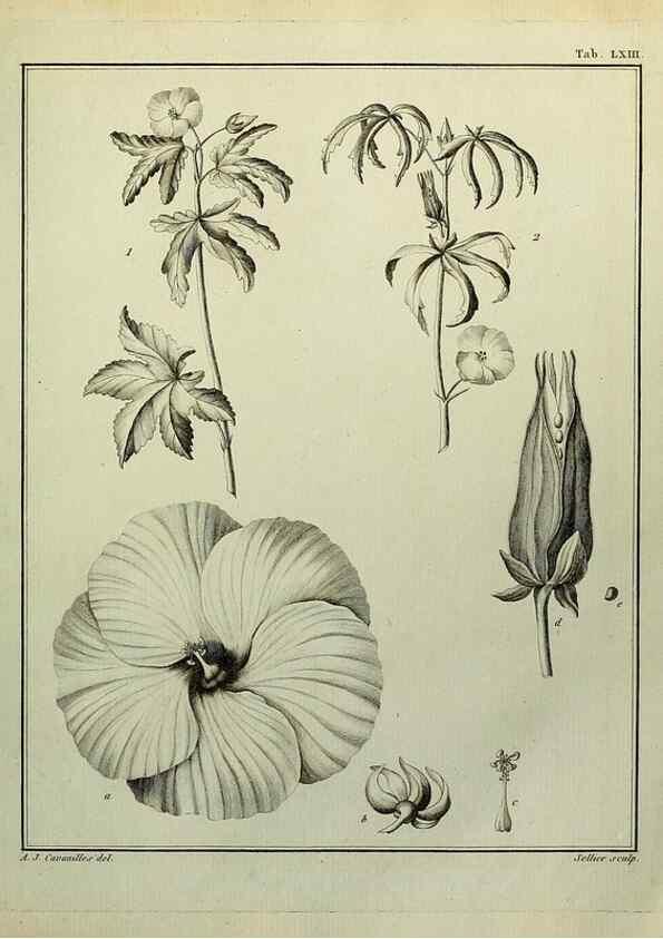 Reproducción/Reproduction 8188857624: Monadelphiae classis dissertationes decem.. Parisiis,Apud F.A. Didot,1785-1790.