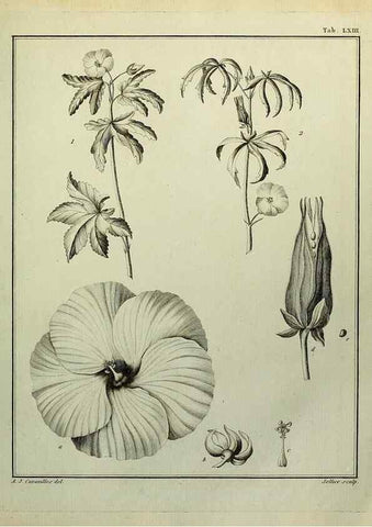 Reproducción/Reproduction 8188857624: Monadelphiae classis dissertationes decem.. Parisiis,Apud F.A. Didot,1785-1790.