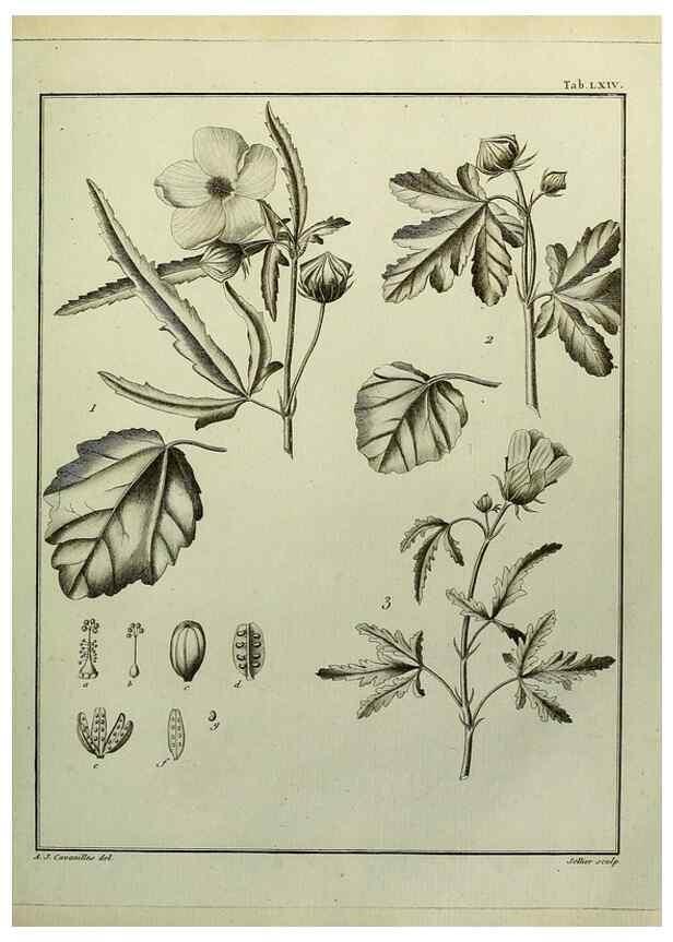 Reproducción/Reproduction 8187778407: Monadelphiae classis dissertationes decem.. Parisiis,Apud F.A. Didot,1785-1790.