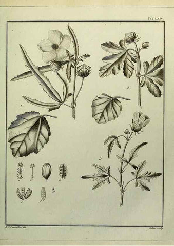 Reproducción/Reproduction 8187778407: Monadelphiae classis dissertationes decem.. Parisiis,Apud F.A. Didot,1785-1790.