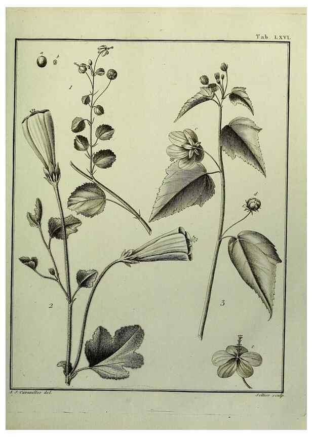 Reproducción/Reproduction 8188859814: Monadelphiae classis dissertationes decem.. Parisiis,Apud F.A. Didot,1785-1790.