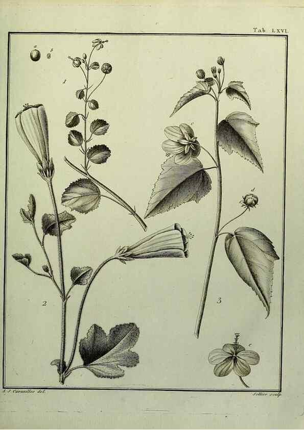 Reproducción/Reproduction 8188859814: Monadelphiae classis dissertationes decem.. Parisiis,Apud F.A. Didot,1785-1790.
