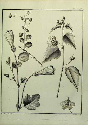 Reproducción/Reproduction 8188859814: Monadelphiae classis dissertationes decem.. Parisiis,Apud F.A. Didot,1785-1790.