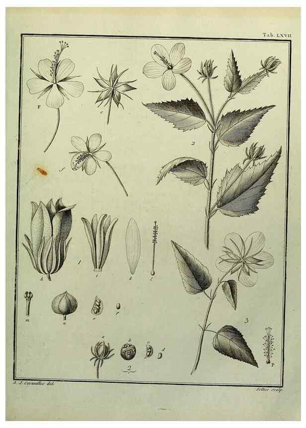 Reproducción/Reproduction 8188860648: Monadelphiae classis dissertationes decem.. Parisiis,Apud F.A. Didot,1785-1790.