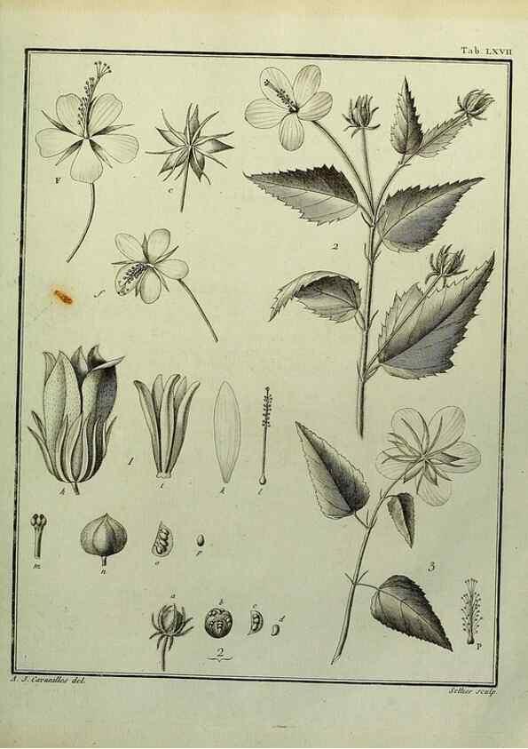 Reproducción/Reproduction 8188860648: Monadelphiae classis dissertationes decem.. Parisiis,Apud F.A. Didot,1785-1790.