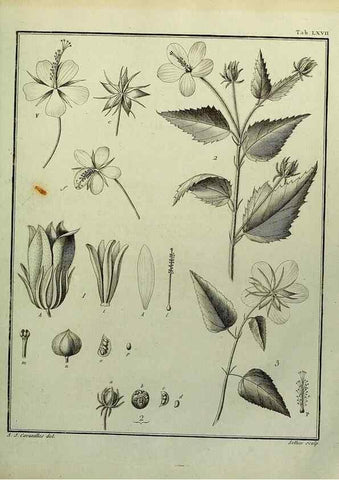 Reproducción/Reproduction 8188860648: Monadelphiae classis dissertationes decem.. Parisiis,Apud F.A. Didot,1785-1790.