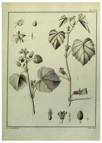Reproducción/Reproduction 8187781269: Monadelphiae classis dissertationes decem.. Parisiis,Apud F.A. Didot,1785-1790.