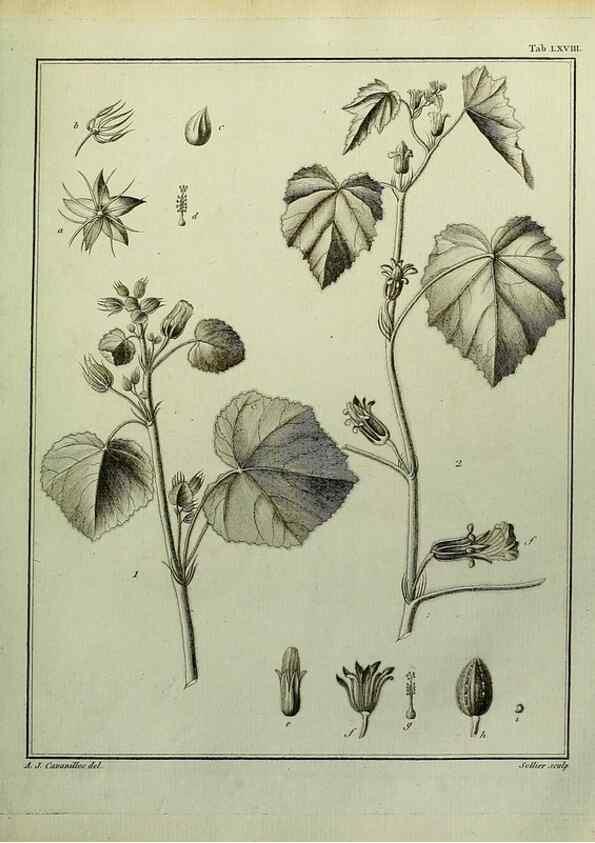 Reproducción/Reproduction 8187781269: Monadelphiae classis dissertationes decem.. Parisiis,Apud F.A. Didot,1785-1790.