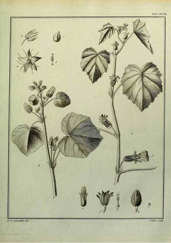 Reproducción/Reproduction 8187781269: Monadelphiae classis dissertationes decem.. Parisiis,Apud F.A. Didot,1785-1790.