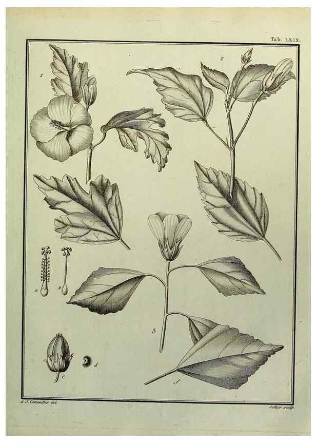Reproducción/Reproduction 8188861732: Monadelphiae classis dissertationes decem.. Parisiis,Apud F.A. Didot,1785-1790.