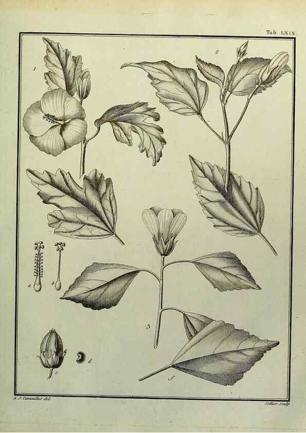 Reproducción/Reproduction 8188861732: Monadelphiae classis dissertationes decem.. Parisiis,Apud F.A. Didot,1785-1790.