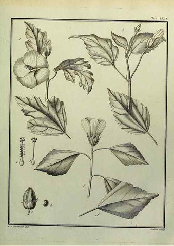 Reproducción/Reproduction 8188861732: Monadelphiae classis dissertationes decem.. Parisiis,Apud F.A. Didot,1785-1790.