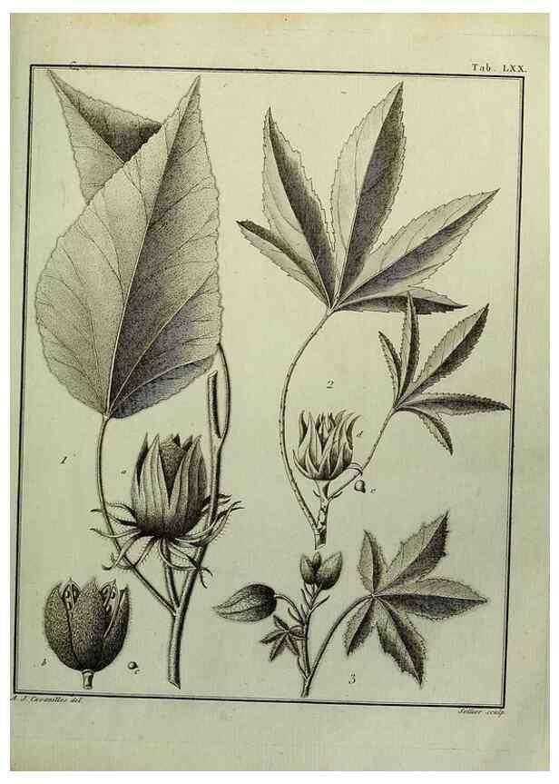 Reproducción/Reproduction 8188862412: Monadelphiae classis dissertationes decem.. Parisiis,Apud F.A. Didot,1785-1790.