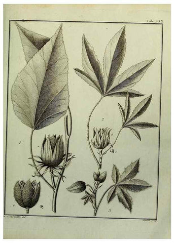 Reproducción/Reproduction 8188862412: Monadelphiae classis dissertationes decem.. Parisiis,Apud F.A. Didot,1785-1790.