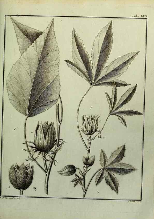 Reproducción/Reproduction 8188862412: Monadelphiae classis dissertationes decem.. Parisiis,Apud F.A. Didot,1785-1790.