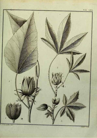 Reproducción/Reproduction 8188862412: Monadelphiae classis dissertationes decem.. Parisiis,Apud F.A. Didot,1785-1790.