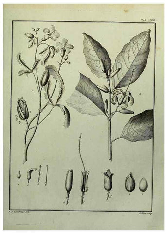 Reproducción/Reproduction 8188863110: Monadelphiae classis dissertationes decem.. Parisiis,Apud F.A. Didot,1785-1790.