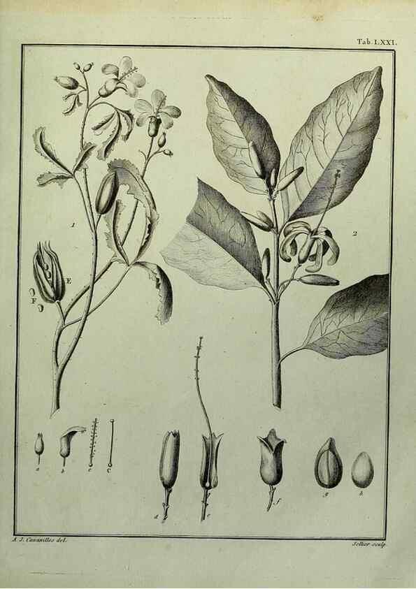 Reproducción/Reproduction 8188863110: Monadelphiae classis dissertationes decem.. Parisiis,Apud F.A. Didot,1785-1790.