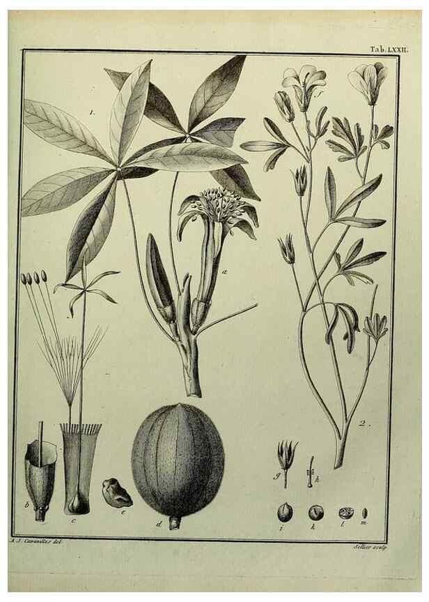 Reproducción/Reproduction 8187783875: Monadelphiae classis dissertationes decem.. Parisiis,Apud F.A. Didot,1785-1790.