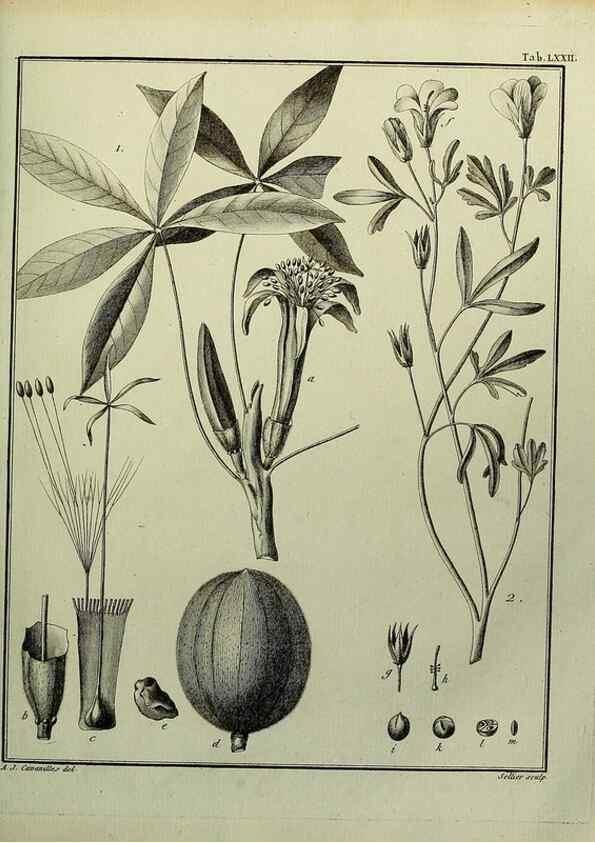 Reproducción/Reproduction 8187783875: Monadelphiae classis dissertationes decem.. Parisiis,Apud F.A. Didot,1785-1790.