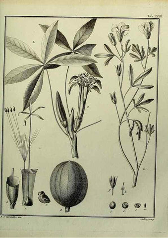 Reproducción/Reproduction 8187783875: Monadelphiae classis dissertationes decem.. Parisiis,Apud F.A. Didot,1785-1790.