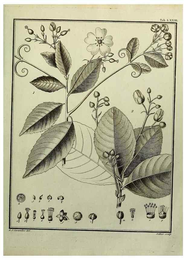 Reproducción/Reproduction 8188864674: Monadelphiae classis dissertationes decem.. Parisiis,Apud F.A. Didot,1785-1790.