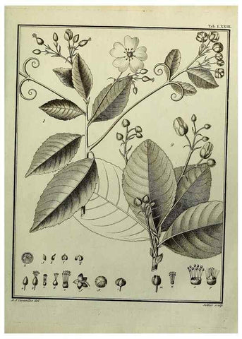 Reproducción/Reproduction 8188864674: Monadelphiae classis dissertationes decem.. Parisiis,Apud F.A. Didot,1785-1790.
