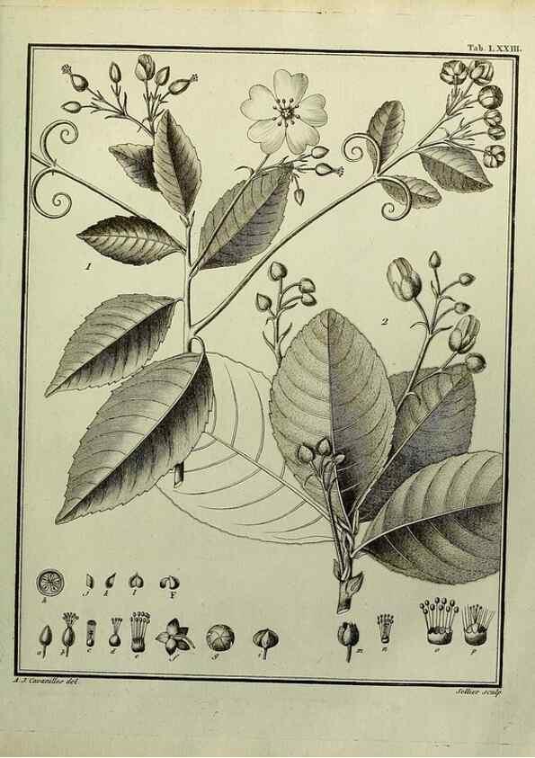 Reproducción/Reproduction 8188864674: Monadelphiae classis dissertationes decem.. Parisiis,Apud F.A. Didot,1785-1790.