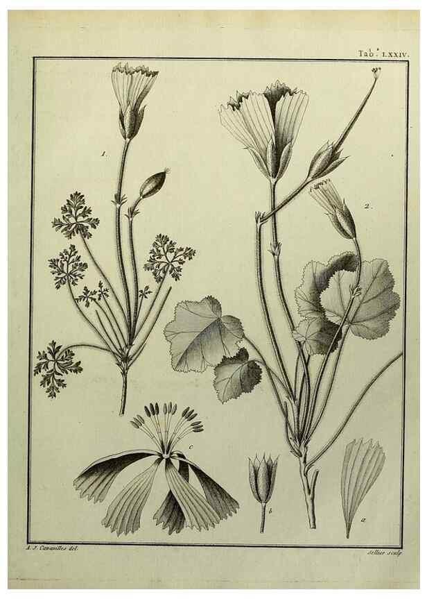 Reproducción/Reproduction 8187785389: Monadelphiae classis dissertationes decem.. Parisiis,Apud F.A. Didot,1785-1790.