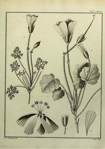 Reproducción/Reproduction 8187785389: Monadelphiae classis dissertationes decem.. Parisiis,Apud F.A. Didot,1785-1790.