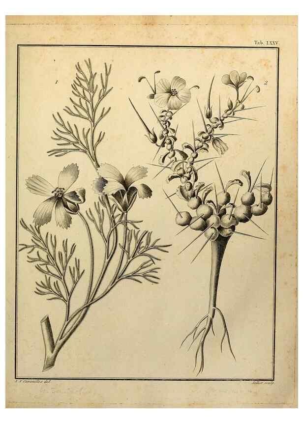 Reproducción/Reproduction 8188865948: Monadelphiae classis dissertationes decem.. Parisiis,Apud F.A. Didot,1785-1790.