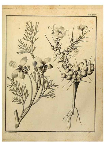 Reproducción/Reproduction 8188865948: Monadelphiae classis dissertationes decem.. Parisiis,Apud F.A. Didot,1785-1790.