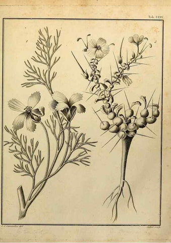 Reproducción/Reproduction 8188865948: Monadelphiae classis dissertationes decem.. Parisiis,Apud F.A. Didot,1785-1790.