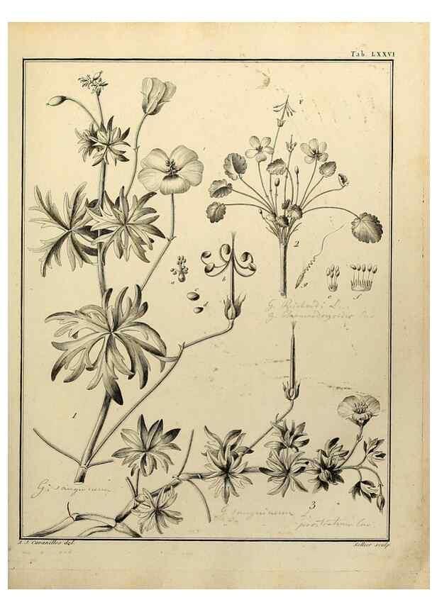 Reproducción/Reproduction 8187786725: Monadelphiae classis dissertationes decem.. Parisiis,Apud F.A. Didot,1785-1790.