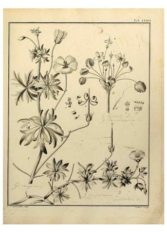 Reproducción/Reproduction 8187786725: Monadelphiae classis dissertationes decem.. Parisiis,Apud F.A. Didot,1785-1790.