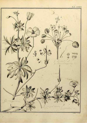 Reproducción/Reproduction 8187786725: Monadelphiae classis dissertationes decem.. Parisiis,Apud F.A. Didot,1785-1790.