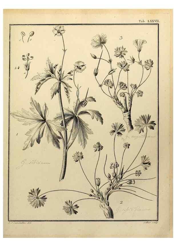 Reproducción/Reproduction 8187787357: Monadelphiae classis dissertationes decem.. Parisiis,Apud F.A. Didot,1785-1790.