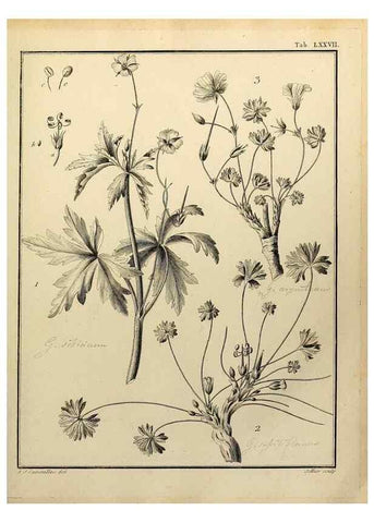 Reproducción/Reproduction 8187787357: Monadelphiae classis dissertationes decem.. Parisiis,Apud F.A. Didot,1785-1790.