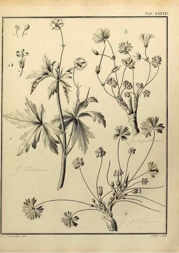 Reproducción/Reproduction 8187787357: Monadelphiae classis dissertationes decem.. Parisiis,Apud F.A. Didot,1785-1790.