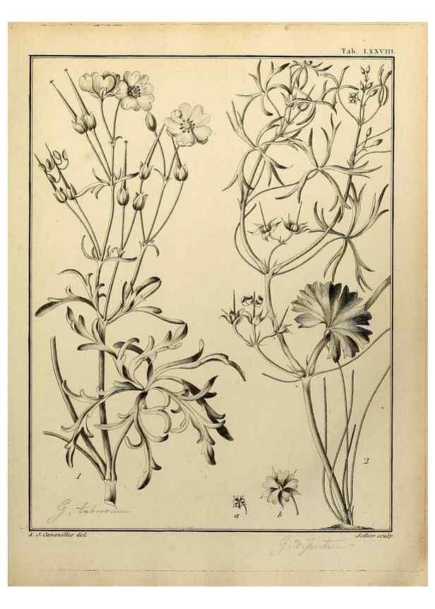 Reproducción/Reproduction 8188868008: Monadelphiae classis dissertationes decem.. Parisiis,Apud F.A. Didot,1785-1790.