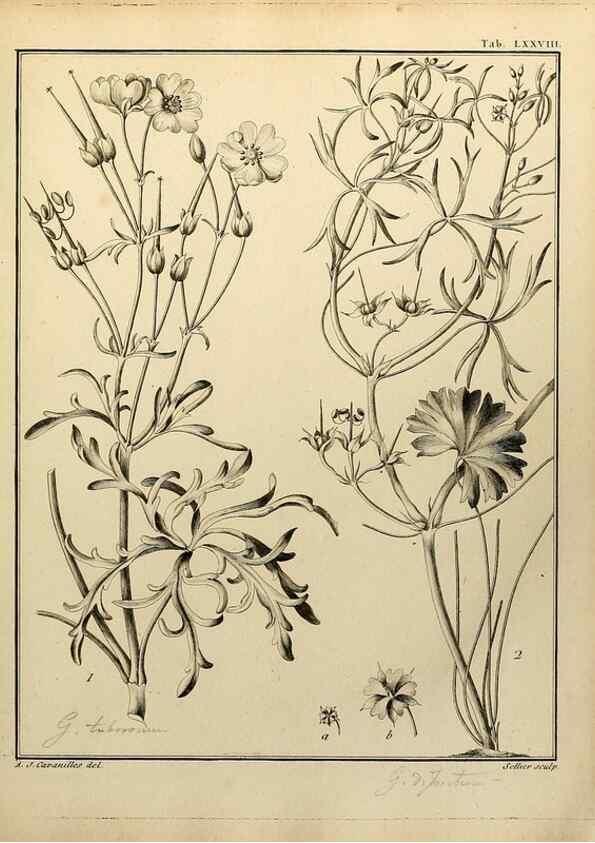 Reproducción/Reproduction 8188868008: Monadelphiae classis dissertationes decem.. Parisiis,Apud F.A. Didot,1785-1790.