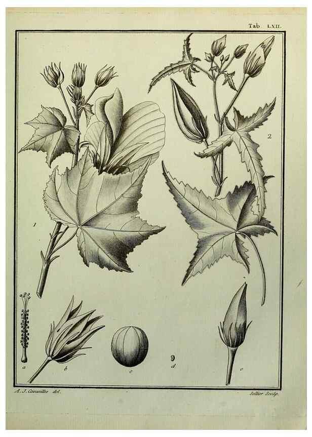 Reproducción/Reproduction 8187777057: Monadelphiae classis dissertationes decem.. Parisiis,Apud F.A. Didot,1785-1790.
